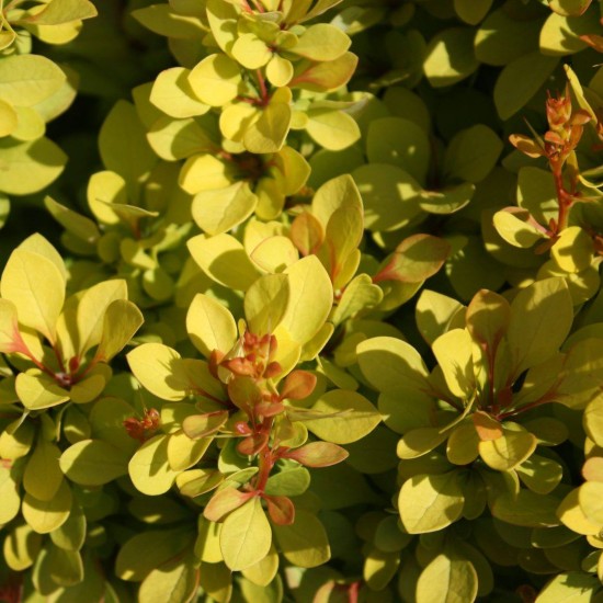 Барбарис Марія 1.5 л