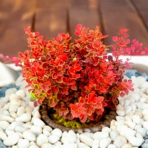 Барбарис Десперадос р9