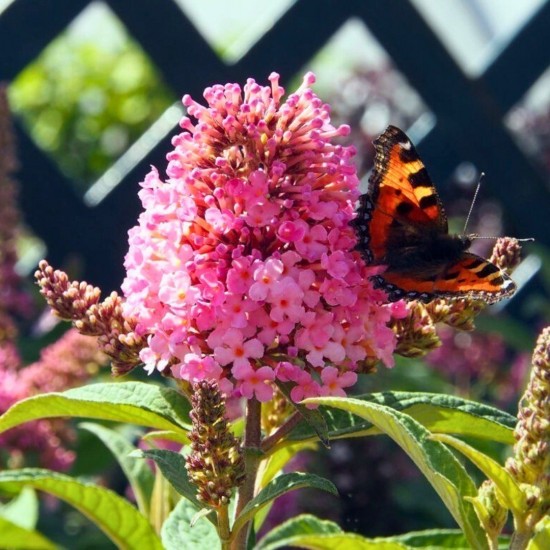 Будлея Little Pink р9