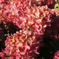 Гортензія Petite Cherry р9