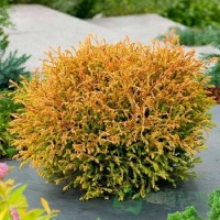 Туя західна Голден Таффет (Golden Tuffet) 1,5л Туя західна Голден Таффет (Golden Tuffet) 1,5л