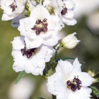 Дельфініум White Dark Bee р9