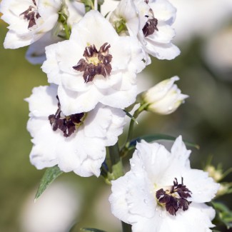 Дельфініум White Dark Bee р9