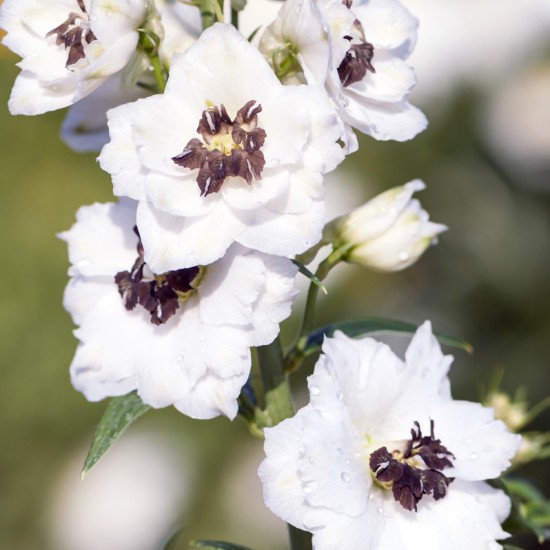 Дельфініум White Dark Bee р9