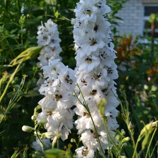 Дельфініум White Dark Bee р9