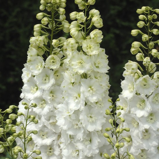 Дельфініум White р9