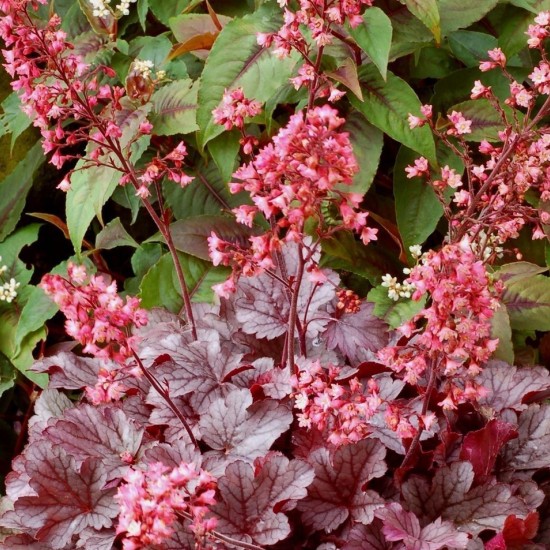 Гейхера Milan 2 л