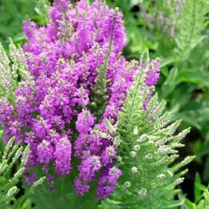 Вероніка колосиста Purple Explosion р9