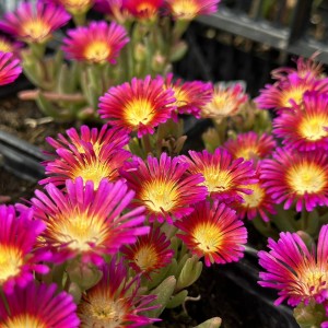 Делосперма Rosse р9