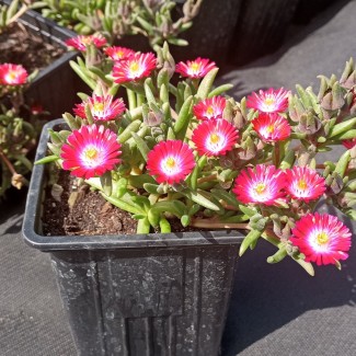 Делосперма Rosse р9