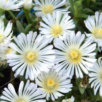 Делосперма біла 1.5 л