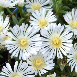 Делосперма біла 1.5 л