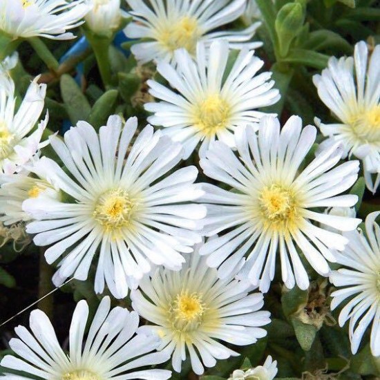 Делосперма біла 1.5 л