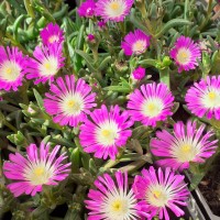 Делосперма рожева 1,5 л