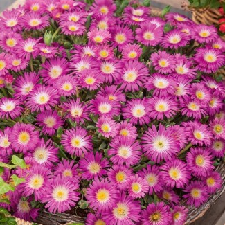 Делосперма рожева 1,5 л