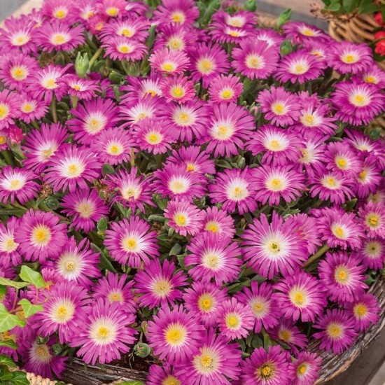 Делосперма рожева 1,5 л