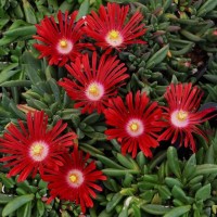 Делосперма червона 1.5 л