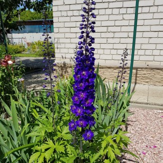 Дельфініум Black Knight р9