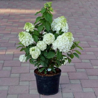 Гортензія Mont Blanc 1,5 л