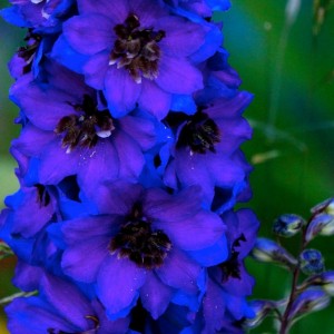 Дельфініум Dark Blue Black Bee р9