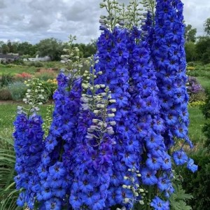 Дельфініум Dark Blue Black Bee р9