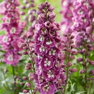 Дельфініум Deep Rose White Bee р9