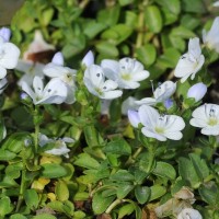 Вероніка повзуча Alba р9 