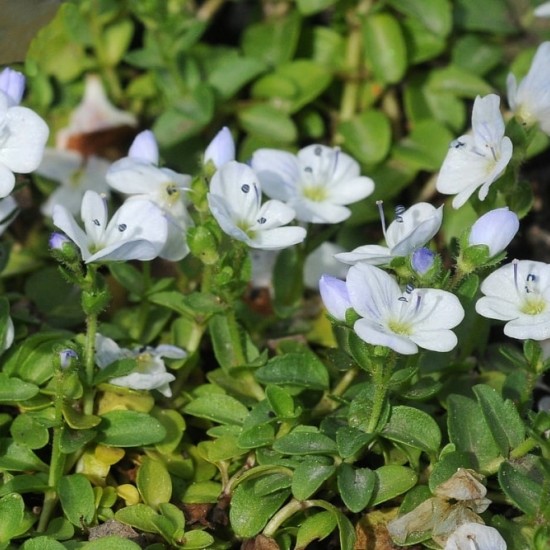 Вероніка повзуча Alba р9 