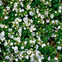 Вероніка повзуча Alba р9 