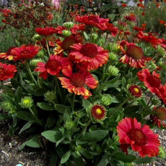 Гайлардія Guapa Red р9