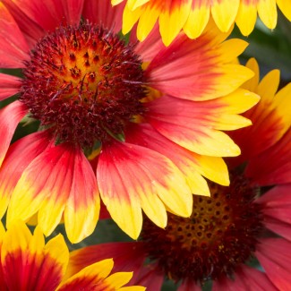 Гайлардія Guapa Tango Bicolour р9