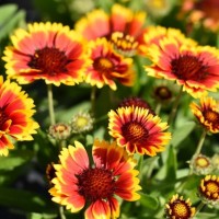 Гайлардія Guapa Tango Bicolour р9