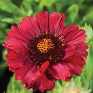 Гайлардія Mesa Red р9