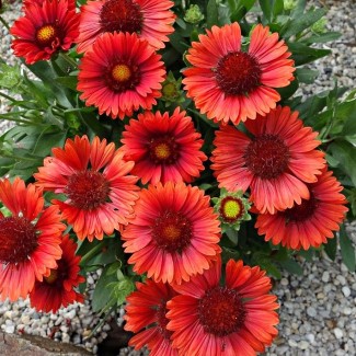 Гайлардія Mesa Red р9