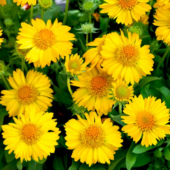 Гайлардія Spintop Yellow Touch р9