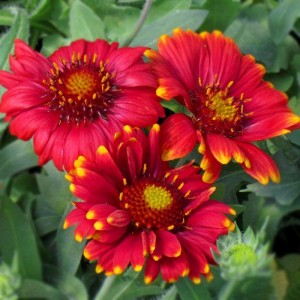 Гайлярдія Arizona Red Shade р9