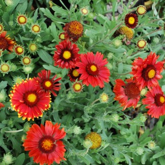 Гайлярдія Arizona Red Shade р9