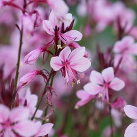 Гаура Baby Butterfly Dark Pink р9