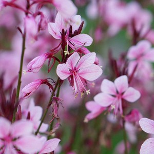 Гаура Baby Butterfly Dark Pink р9