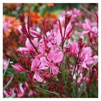 Гаура Baby Butterfly Dark Pink р9