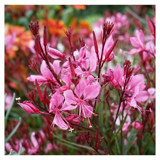 Гаура Baby Butterfly Dark Pink р9