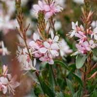 Гаура Graceful Blush р9 Гаура Graceful Blush р9