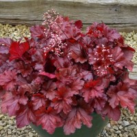 Гейхера №12 Carmencita 2 л