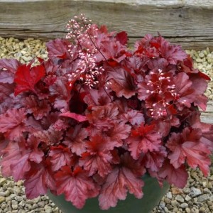 Гейхера №12 Carmencita 2 л