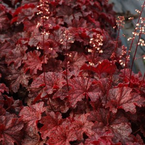 Гейхера №12 Carmencita 2 л