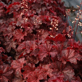 Гейхера №12 Carmencita 2 л