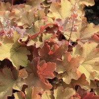 Гейхера №14 Kassandra 2 л