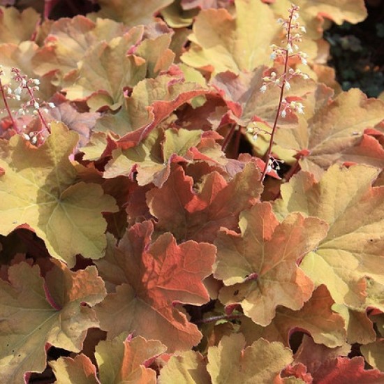 Гейхера №14 Kassandra 2 л