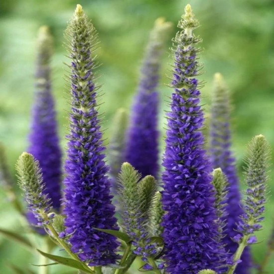 Вероніка Ulster Draft Blue р9