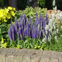 Вероніка Ulster Draft Blue р9